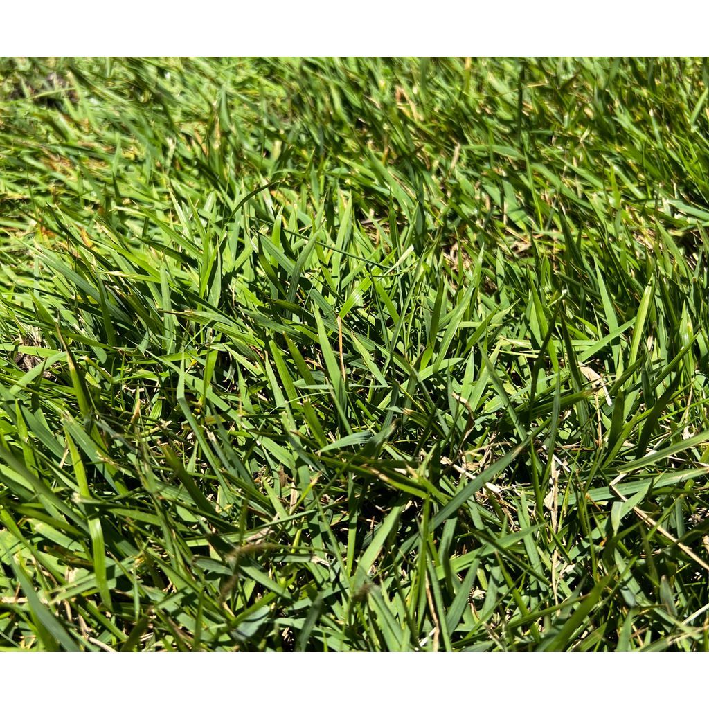 Zenith Zoysia - USA Sod | Sod Delivery \u0026 Sod Installation Experts, image size:1024x1024